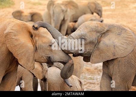 Interaktion zwischen zwei afrikanischen Elefanten (Loxodonta africana), Addo Elephant National Park, Südafrika Stockfoto