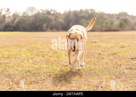 Gelber Labrador Retriever auf einem Feld. Reinrassiges Labor genießt den Park. Stockfoto