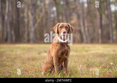 Chesapeake-Bay-Retriever. Hund Chesapeake Bay Retriever auf dem Feld. Stockfoto