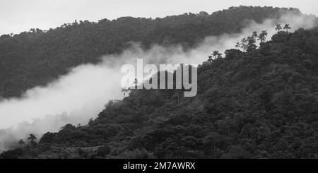 Wolkenwald Panorama in Schwarzweiß, Mindo, Region Quito, Ecuador. Stockfoto