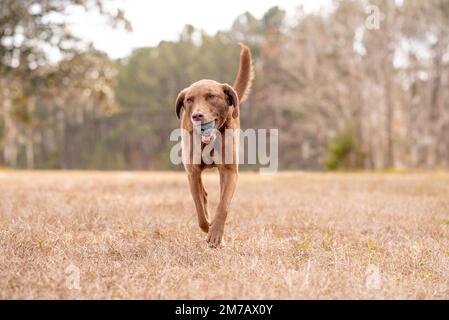 Chesapeake-Bay-Retriever. Hund Chesapeake Bay Retriever auf dem Feld. Stockfoto