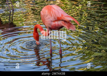 Miami, Florida - 7. Januar 2023: Wunderschöne rosa Flamingos in Flamingo Garden Nursery in Miami, Florida Stockfoto