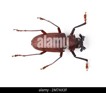 Kühne und schöne Käfer. Studioaufnahme eines roten und schwarzen Käfers isoliert auf Weiß. Stockfoto