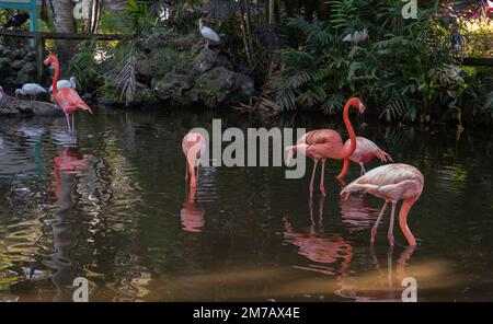 Miami, Florida - 7. Januar 2023: Wunderschöne rosa Flamingos in Flamingo Garden Nursery in Miami, Florida Stockfoto
