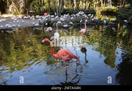 Miami, Florida - 7. Januar 2023: Wunderschöne rosa Flamingos in Flamingo Garden Nursery in Miami, Florida Stockfoto