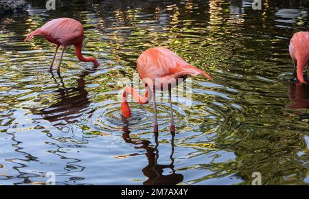 Miami, Florida - 7. Januar 2023: Wunderschöne rosa Flamingos in Flamingo Garden Nursery in Miami, Florida Stockfoto
