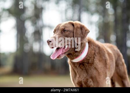 Chesapeake-Bay-Retriever. Hund Chesapeake Bay Retriever auf dem Feld. Stockfoto