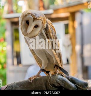 Miami, Florida - 7. Januar 2023: Big White Owl sitzt auf dem Handschuh des Trainers in Flamingo Gardens Nursery in Miami, Florida Stockfoto