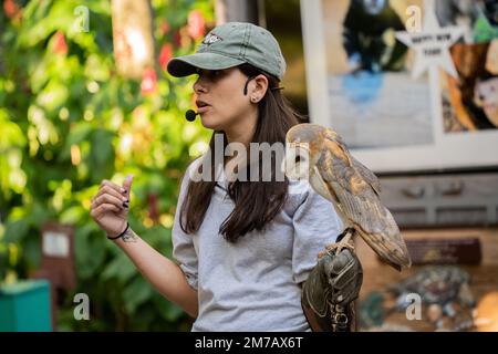 Miami, Florida - 7. Januar 2023: Big White Owl sitzt auf dem Handschuh des Trainers in Flamingo Gardens Nursery in Miami, Florida Stockfoto