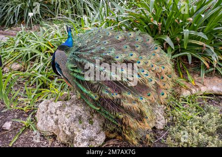 Miami, Florida - 7. Januar 2023: Beautiful Peacock in Flamingo Gardens Nursery in Miami, Florida Stockfoto