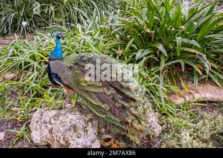 Miami, Florida - 7. Januar 2023: Beautiful Peacock in Flamingo Gardens Nursery in Miami, Florida Stockfoto