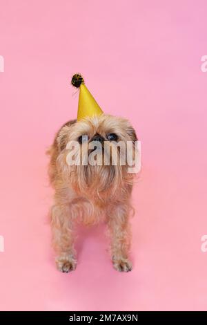 Brüsseler Griffon-Hund, der einen Geburtstag oder Karneval mit einem Partyhut feiert. Isoliert auf einem rosa Hintergrund. Hochwertige Fotos Stockfoto