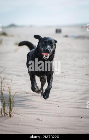 Ein vertikales Bild eines schwarzen labrador Retriever, der am Strand läuft Stockfoto