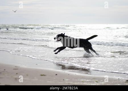 Ein schwarzer labrador-Retriever, der am Strand läuft und mit Wasser spielt Stockfoto