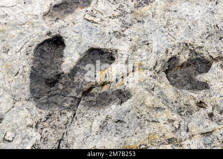 Versteinerte Dinosaurierpfade im Dinosaur Ridge Park in Morrison, Colorado Stockfoto