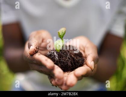 Pflanzen für die Zukunft. Eine wachsende Pflanze in den Händen eines mannes. Stockfoto