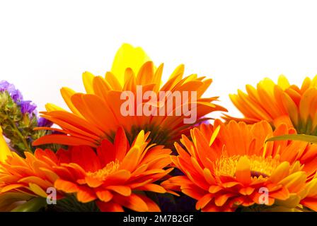Farbige gerberblüten isoliert auf Weiß Stockfoto