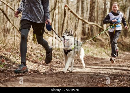 Svetly, Russland - 04.17.2022 - Laufen jungen Kerl und Mädchen mit ziehen sibirischen Husky Schlittenhund im Geschirr auf Herbst Wald Landstraße, Outdoor-Familie Stockfoto