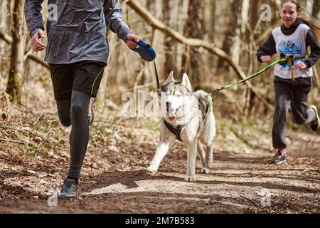 Svetly, Russland - 04.17.2022 - Laufen jungen Kerl und Mädchen mit ziehen sibirischen Husky Schlittenhund im Geschirr auf Herbst Wald Landstraße, Outdoor-Familie Stockfoto