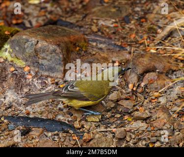 Bellbird sammelt Nistmaterial, Kahurangi National Park, Tasman Region, Südinsel, Aotearoa / Neuseeland. Stockfoto