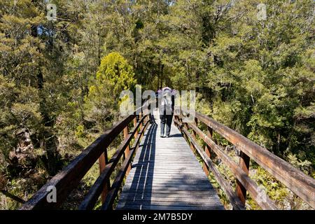 Eine Wanderung auf der Fußgängerbrücke über den Brown River am Anfang des Heaphy Track, Kahurangi National Park, Tasman Region, Aotearoa / Neuseeland. Stockfoto