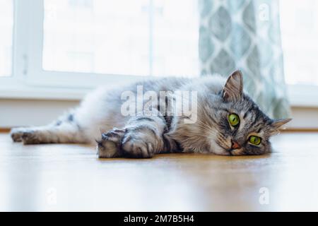 Flauschige graue Hauskatze liegt auf Parkettboden, in Sonnenstrahlen. Weiches warmes Licht, angenehmes Leben für Haustiere. Folgt unsichtbarem Objekt sorgfältig Stockfoto