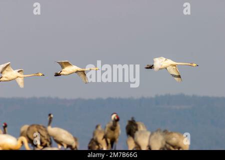 Fliegende Whooper-Schwäne Über Kraniche Stockfoto