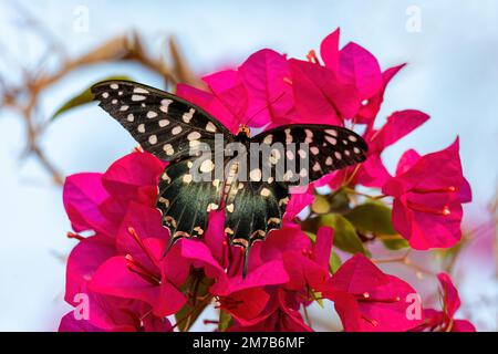 Pharmakophagus antenor, der Madagaskar Riesenschwalbenschwanz, endemischer Schmetterling aus der Familie Papilionidae.Tier sitzt auf roten Bougainvillea Blumen Bloo Stockfoto