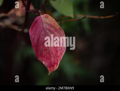 Ein rotes Blatt mit unscharfem Hintergrund Stockfoto