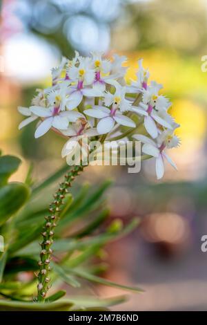 Epidendrum, Orchidee, Pflanzen der Familie Orchidaceae. Blühende Pflanzen mit häufig bunten und duftenden Blüten. Andringitra Natio Stockfoto