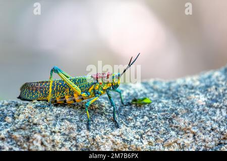 Grasshopper Rainbow Milkweed Locust oder Rainbow Bush Locust (Phymateus saxosus), endemisches farbenfrohes Insekt, Grashüpfer der Familie Pyrgomorphidae. An Stockfoto