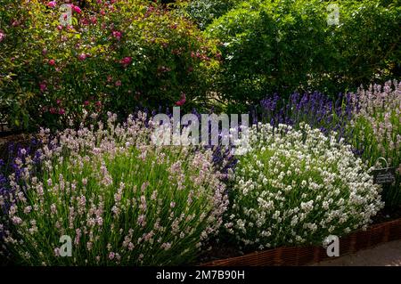 Lavendel in verschiedenen Farben Stockfoto