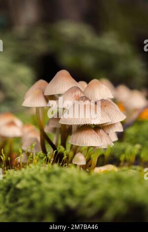 Ein selektiver Fokus von Mycena inclinata-Pilzen, die im Herbst auf einem mossigen Baum in einem Wald wachsen Stockfoto