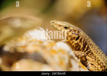 Sargantana, Podarcis lilfordi giglioli. Sa Dragonera Naturpark. Die Insel Dragonera. Tramuntana-Berge. Mallorca. Balearen. Spanien. Stockfoto