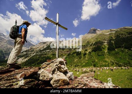 Rebaño de vacas, Camino de los Llanos de la Larri, Pirineo Aragones, Huesca, Spanien. Stockfoto