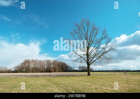 Große Eiche ohne Blätter auf der Wiese, Nowiny, Polen Stockfoto