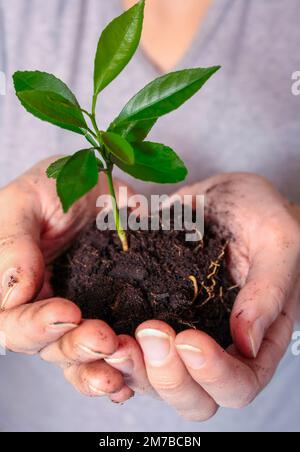 Junge Pflanze auf dem Boden in den Händen. Ökologie und Frühlingsgartenkonzept. Naturschutz. Earth Day-Konzept Stockfoto