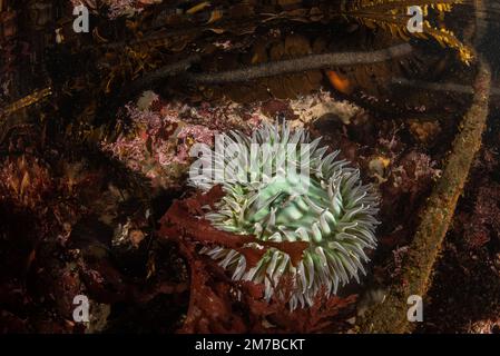 Riesige grüne Anemone (Anthopleura xanthogrammica) unter Wasser in einem Gezeitenbecken an der kalifornischen Küste in der San Francisco Bay Area. Stockfoto