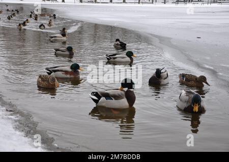 Stockenten, die im gefrorenen See schwimmen. Gruppe von Stockenten auf einem gefrorenen Teich. Naturszene aus Bad Fussing, Bayern, Deutschland. Schar von Wildenten. Stockfoto