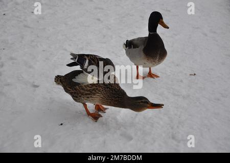 In den Schnee. Nahaufnahme Broun Duck und smaragdgrüner drake. Zwei wilde Stockenten stehen auf einem Pier, bedeckt mit Schnee in der Nähe des Flusses. Wilde Natur Stockfoto