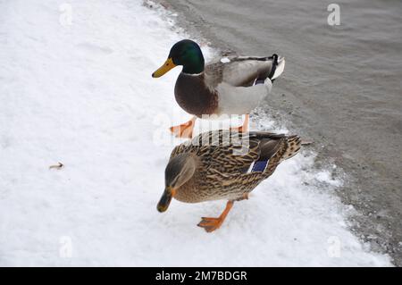 In den Schnee. Nahaufnahme Broun Duck und smaragdgrüner drake. Zwei wilde Stockenten stehen auf einem Pier, bedeckt mit Schnee in der Nähe des Flusses. Wilde Natur Stockfoto