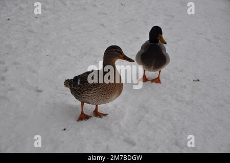 In den Schnee. Nahaufnahme Broun Duck und smaragdgrüner drake. Zwei wilde Stockenten stehen auf einem Pier, bedeckt mit Schnee in der Nähe des Flusses. Wilde Natur Stockfoto