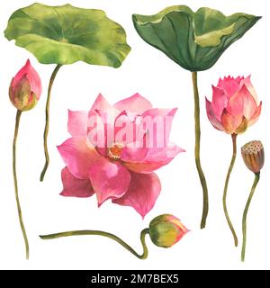 Aquarell bemalte Illustration von Lotus - Blume und Blätter. Künstlerische handgezeichnete Illustration. Stockfoto