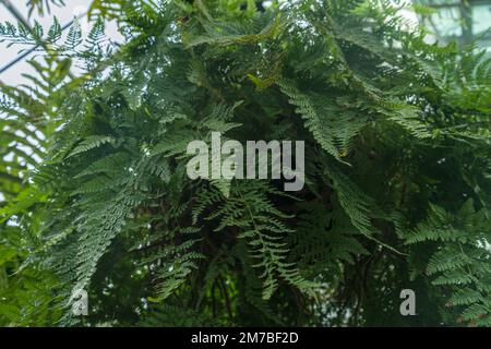 Blick von unten auf die wachsende Athyrium filix-femina oder die gewöhnliche Marienfarnpflanze Stockfoto