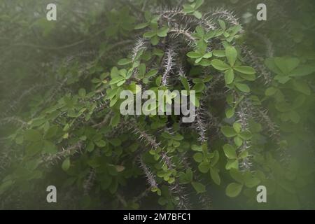 euphorbia milii Blätter und Stamm mit wachsenden Dornen Stockfoto