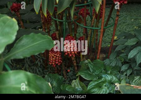 Tapeinochilos ananassae oder Rückenkratzer-Ingwer in Blüte mit anderen tropischen Pflanzen Stockfoto