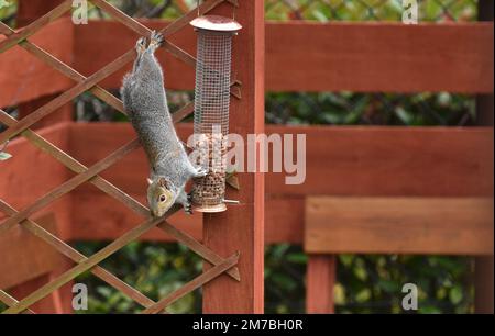 Das Eichhörnchen stiehlt das Vogelfutter Stockfoto