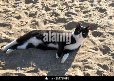 Schwarz-weiße Katze liegt am Strand Stockfoto