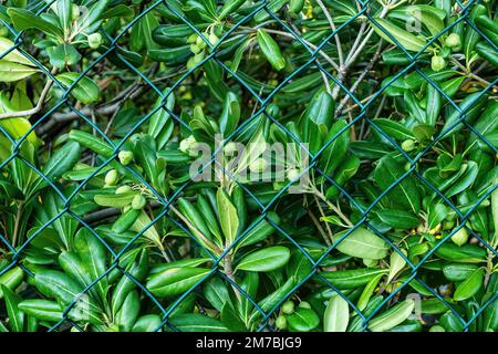 Japanisches Pittosporum oder Käseholz hinter dem Kettengliederzaun Stockfoto