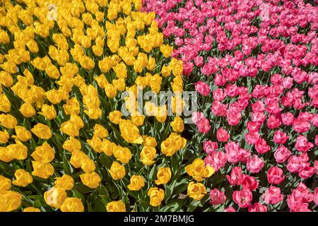 Gelbe und rosa Tulpen im Park Stockfoto